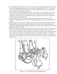Tiptoe Through the Tulips Custom Magazine